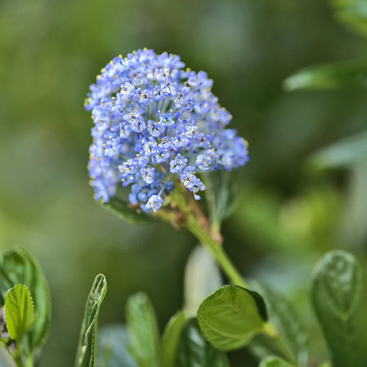 Céanothe Victoria - Lilas de Californie - Ceanothus impressus Victoria - Willemse