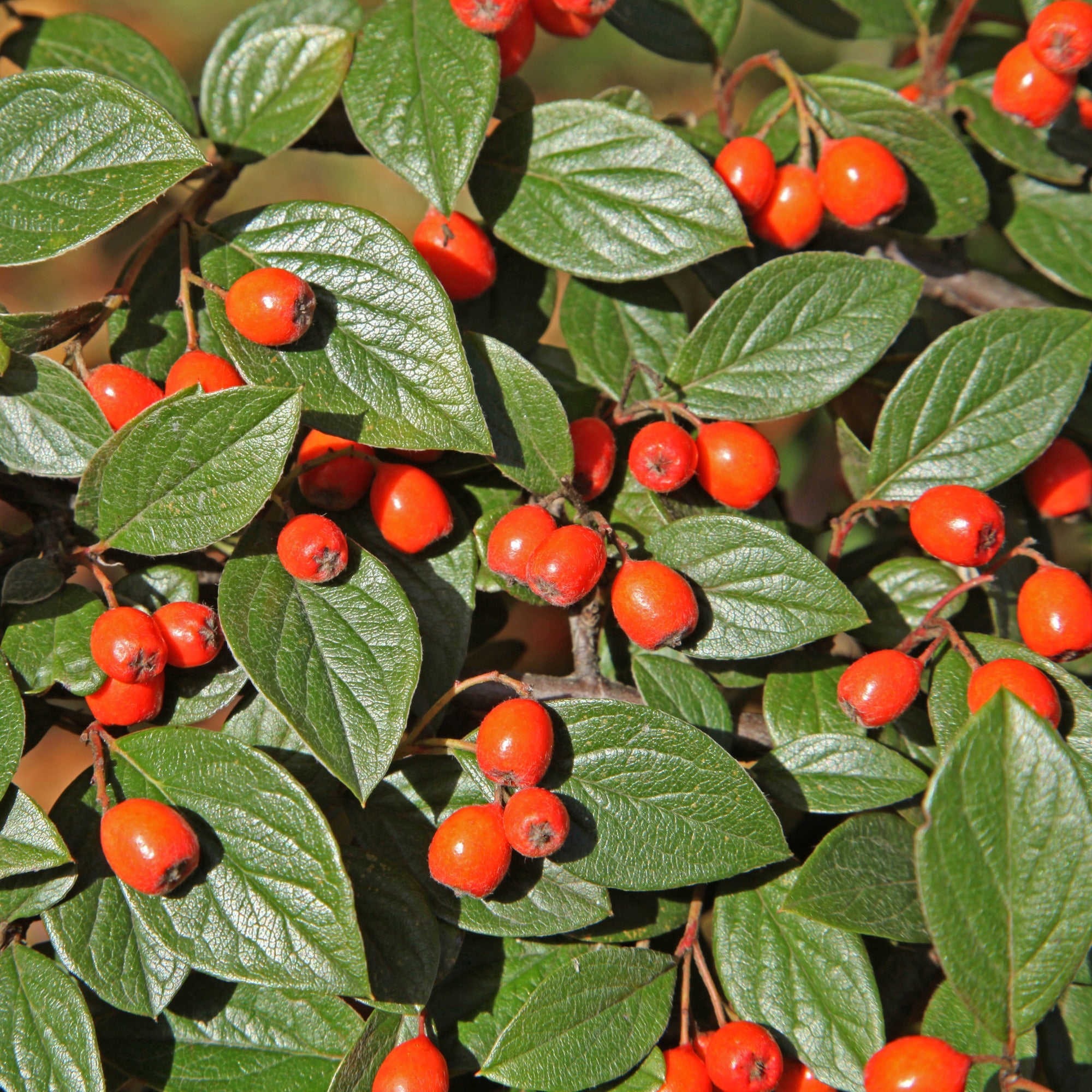 Cotoneaster franchetii