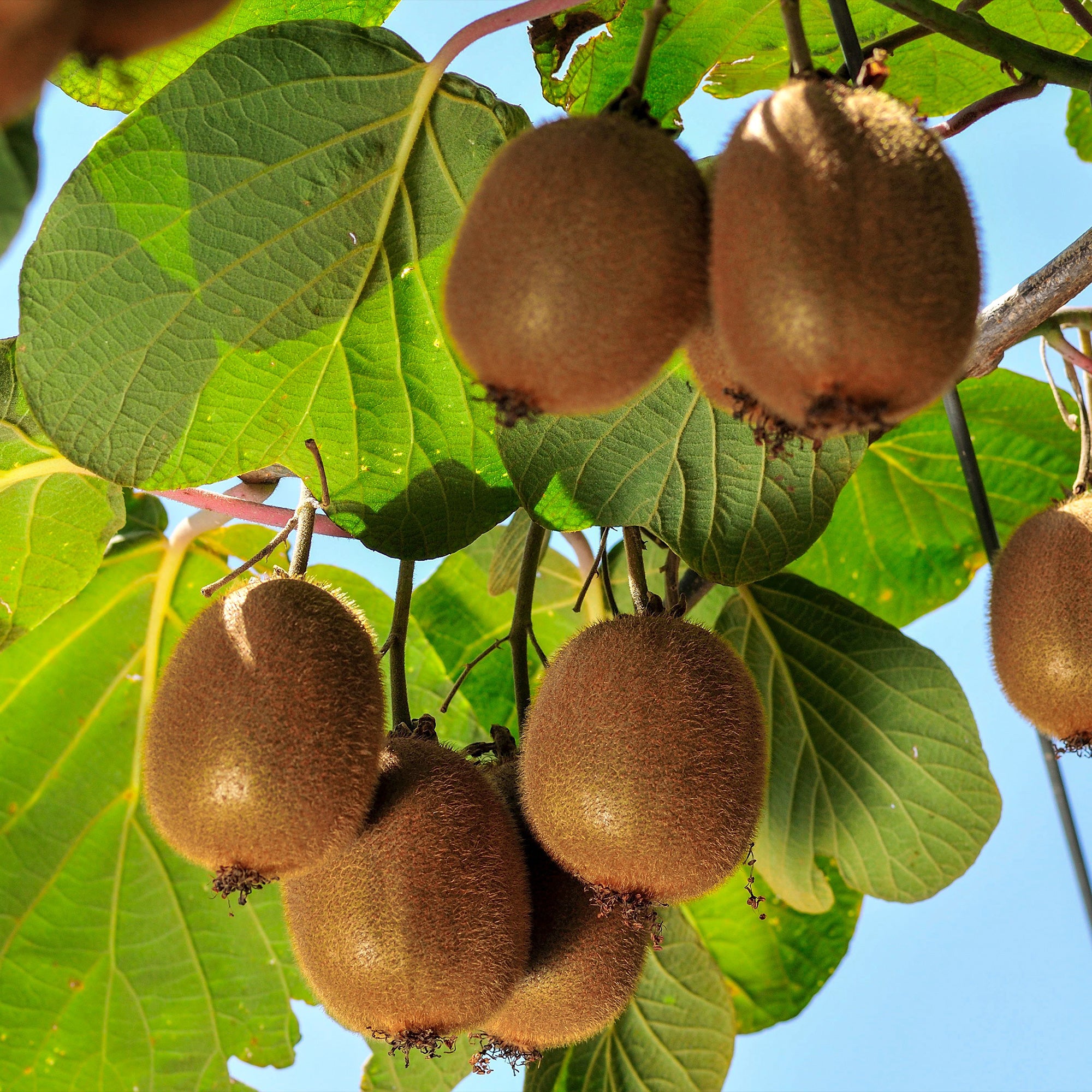 Kiwi autofertile Solissimo Renact - Actinidia deliciosa solissimo ® ‘renact’ - Fruitiers Arbres et arbustes