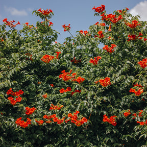 Collection de Bignone et Chèvrefeuille - Campsis radicans stromboli, lonicera periclymenum - Plantes grimpantes