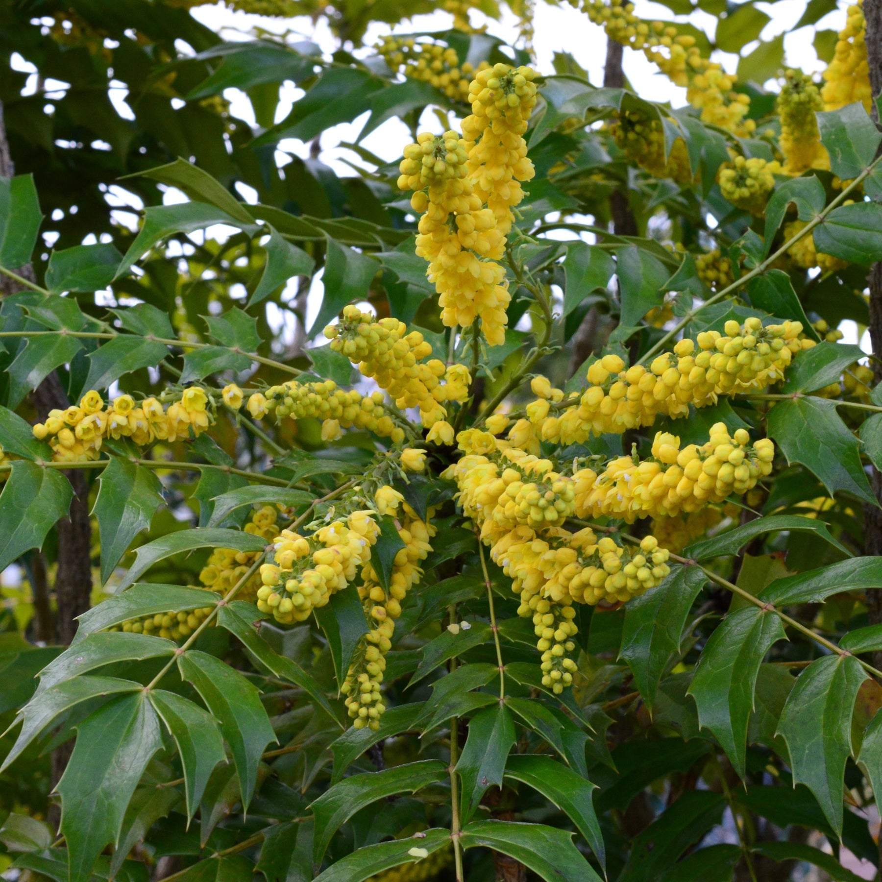 Mahonia Charity sur tige