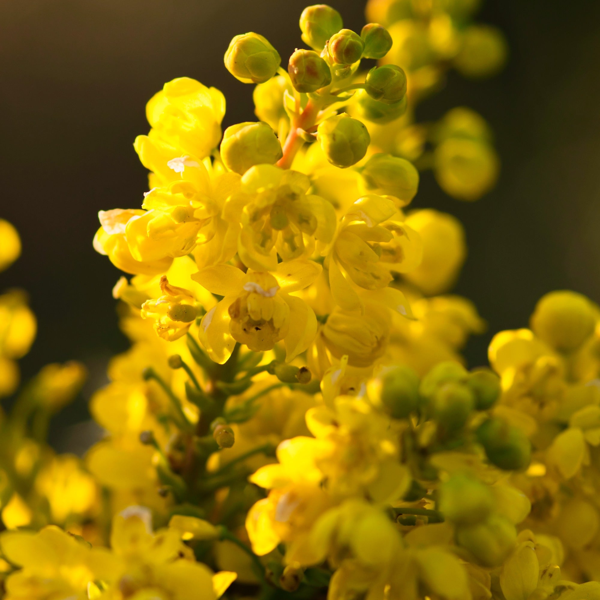 Mahonia Charity sur tige