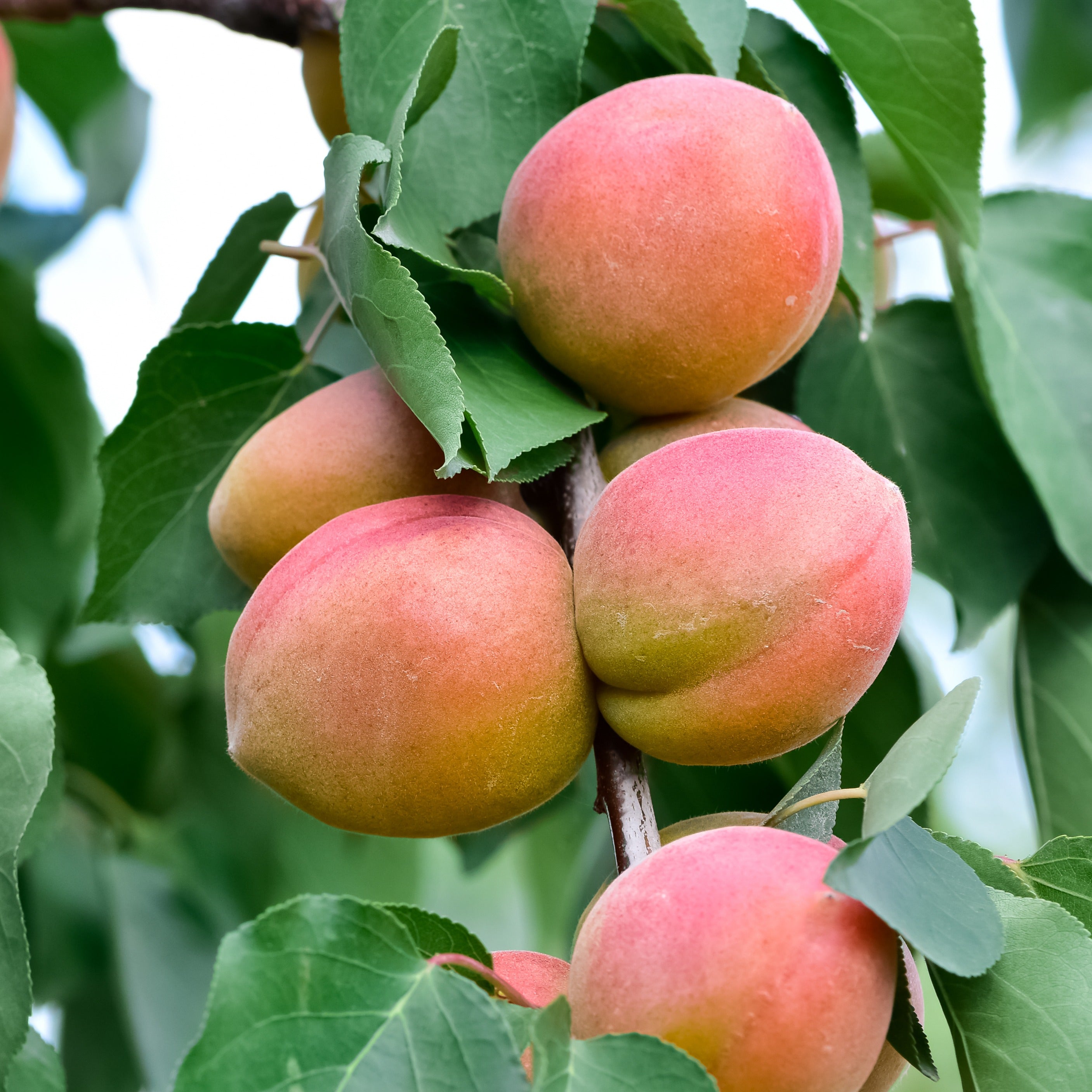 Mini-abricotier - Prunus armeniaca Aprigold - Plantes