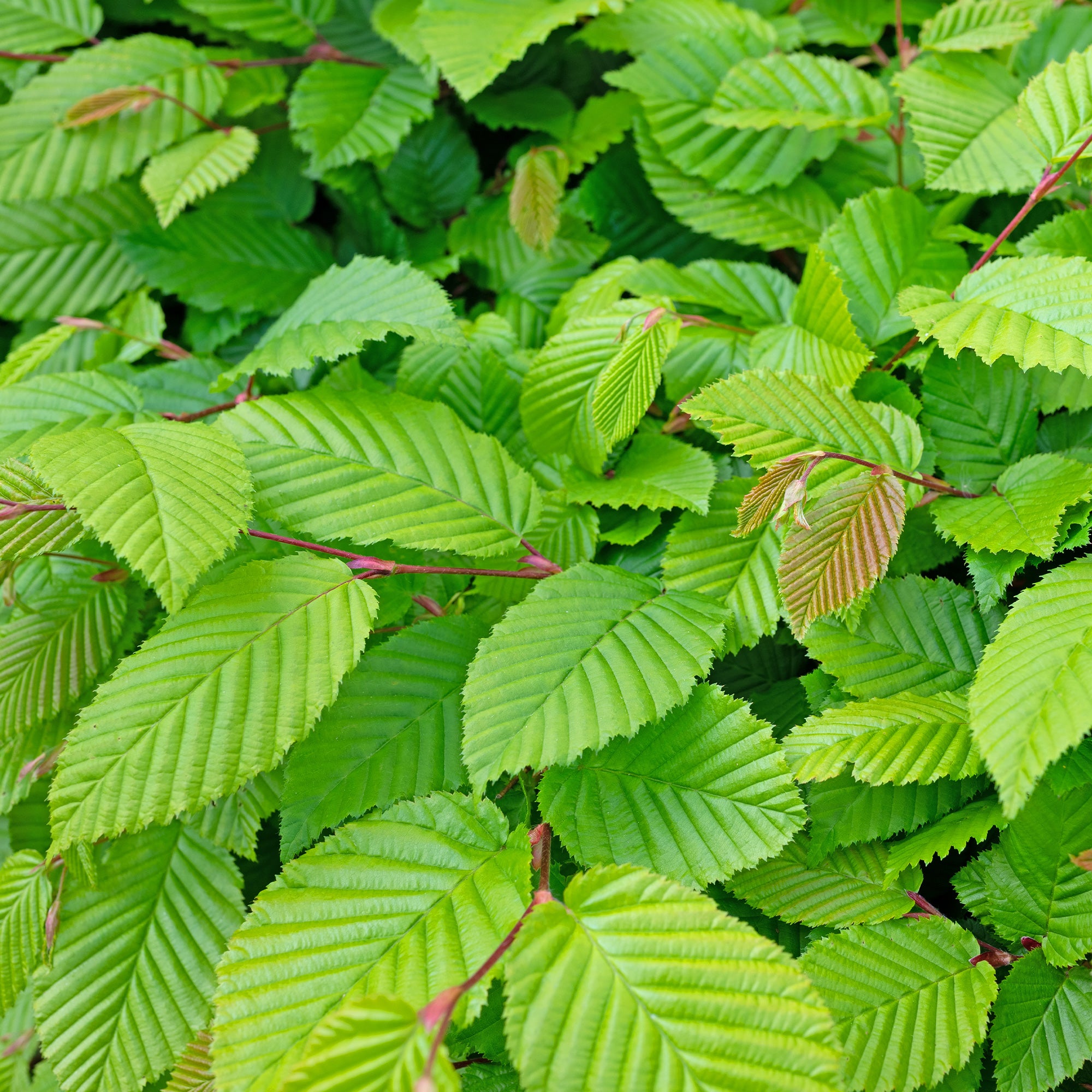 Haie de 10 Charmes - Carpinus betulus - Plantes