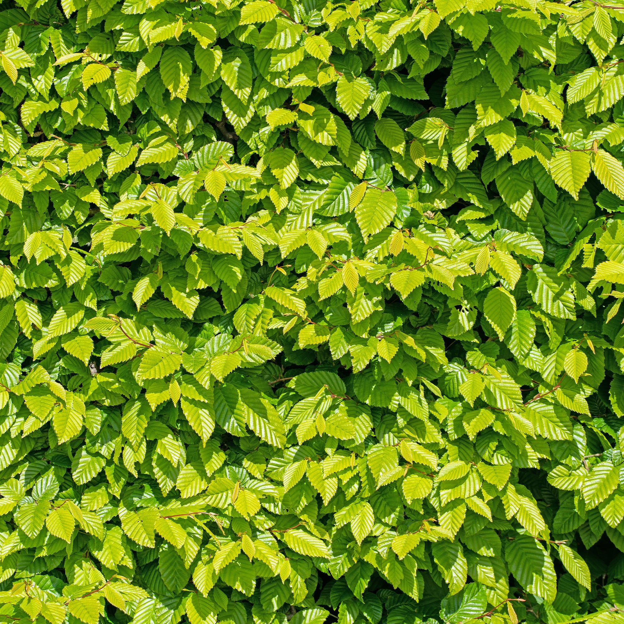 Haie de 10 Charmes - Carpinus betulus - Plantes