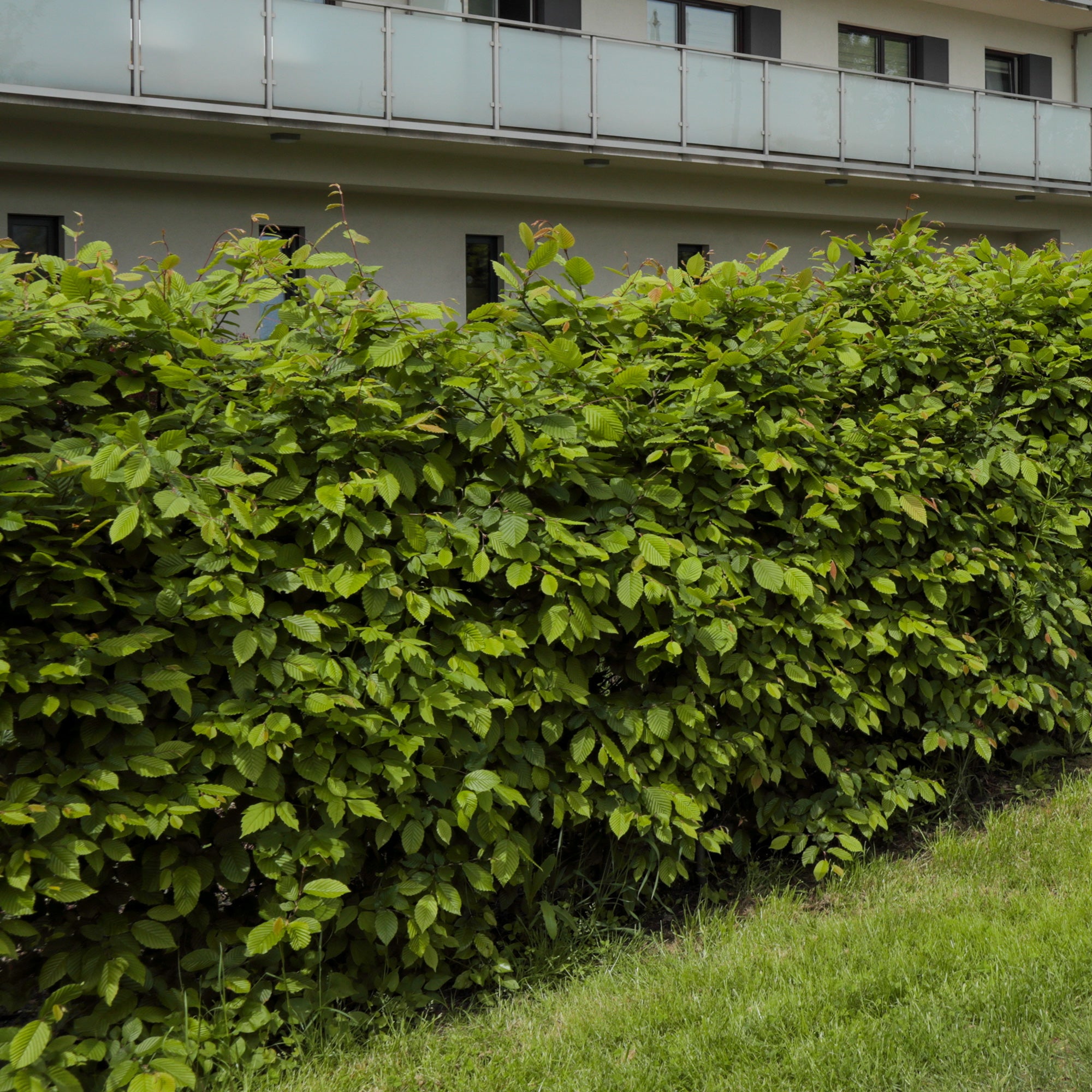 Haie de 10 Charmes - Carpinus betulus - Plantes