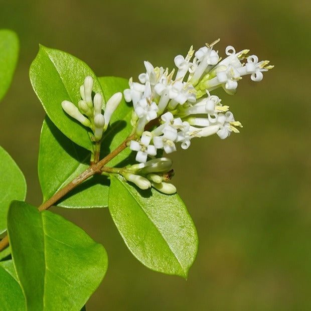 Haie de Troenes verts - Ligustrum ovalifolium