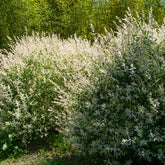 Saule crevette en buisson - Salix integra hakuro nishiki