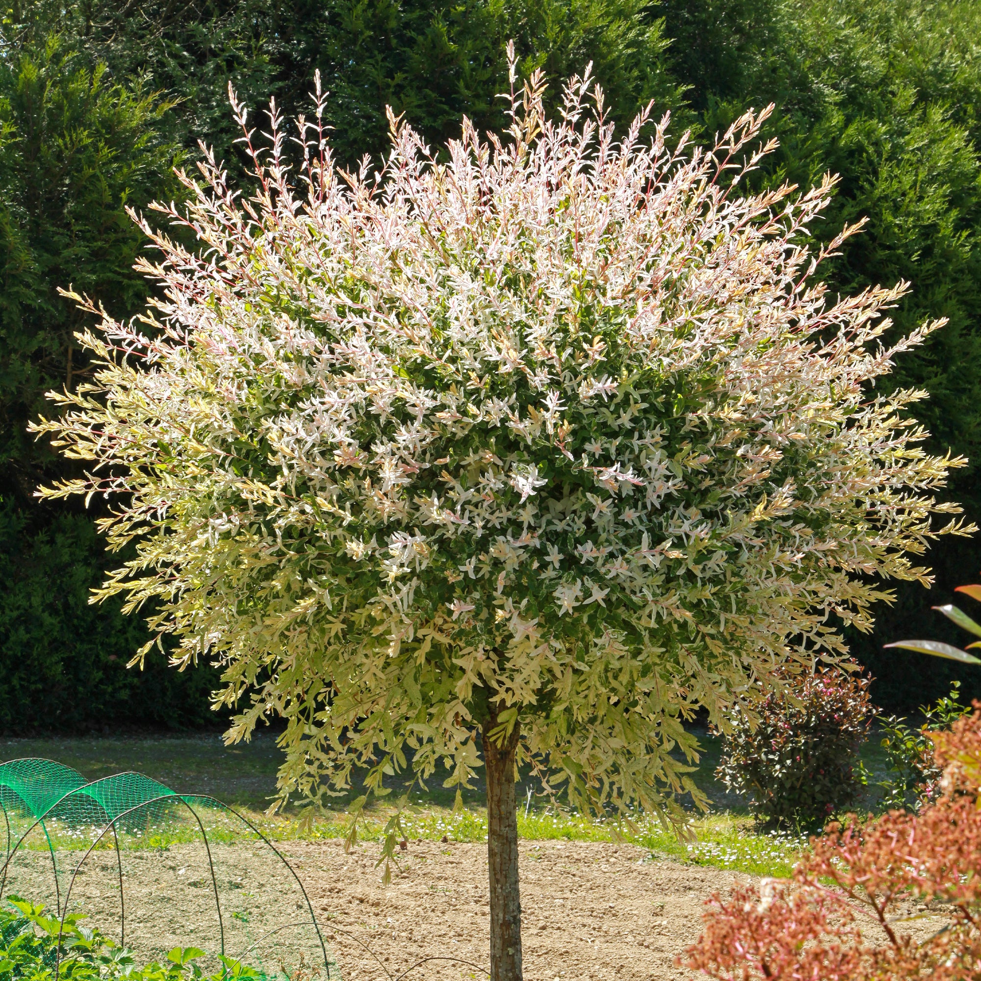 Saule crevette sur tige - Salix integra hakuro nishiki - Saule