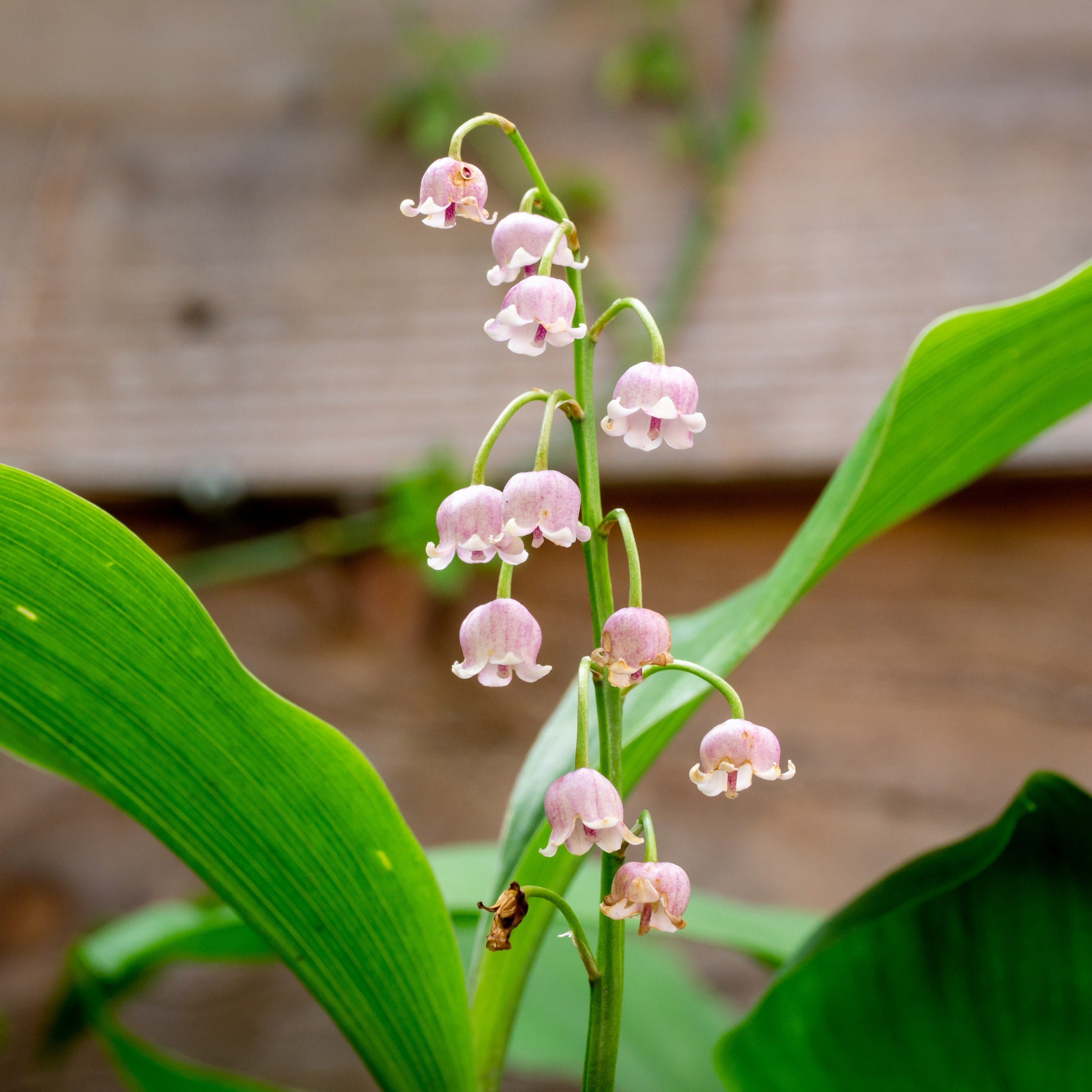 Muguet rose - Convallaria majalis Rosea