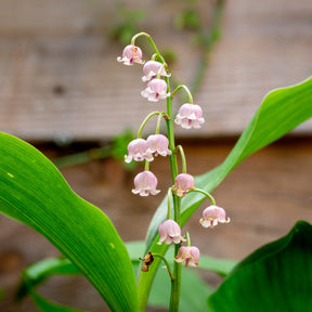 Collection de 9 Muguets : blanc, rose, géant de Bordeaux - Convallaria majalis - Plantes vivaces