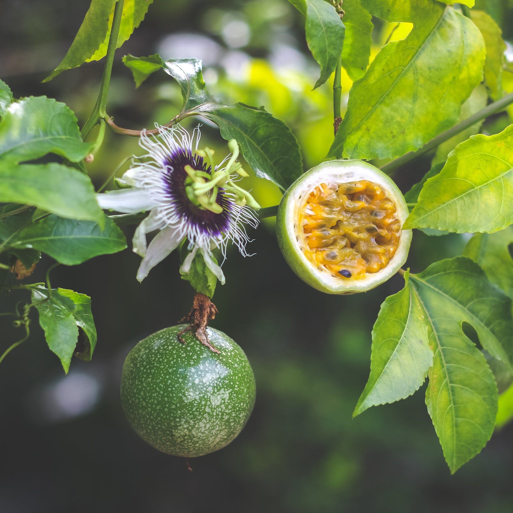 Grenadille (Passiflora edulis), fruit de la passion : plantation