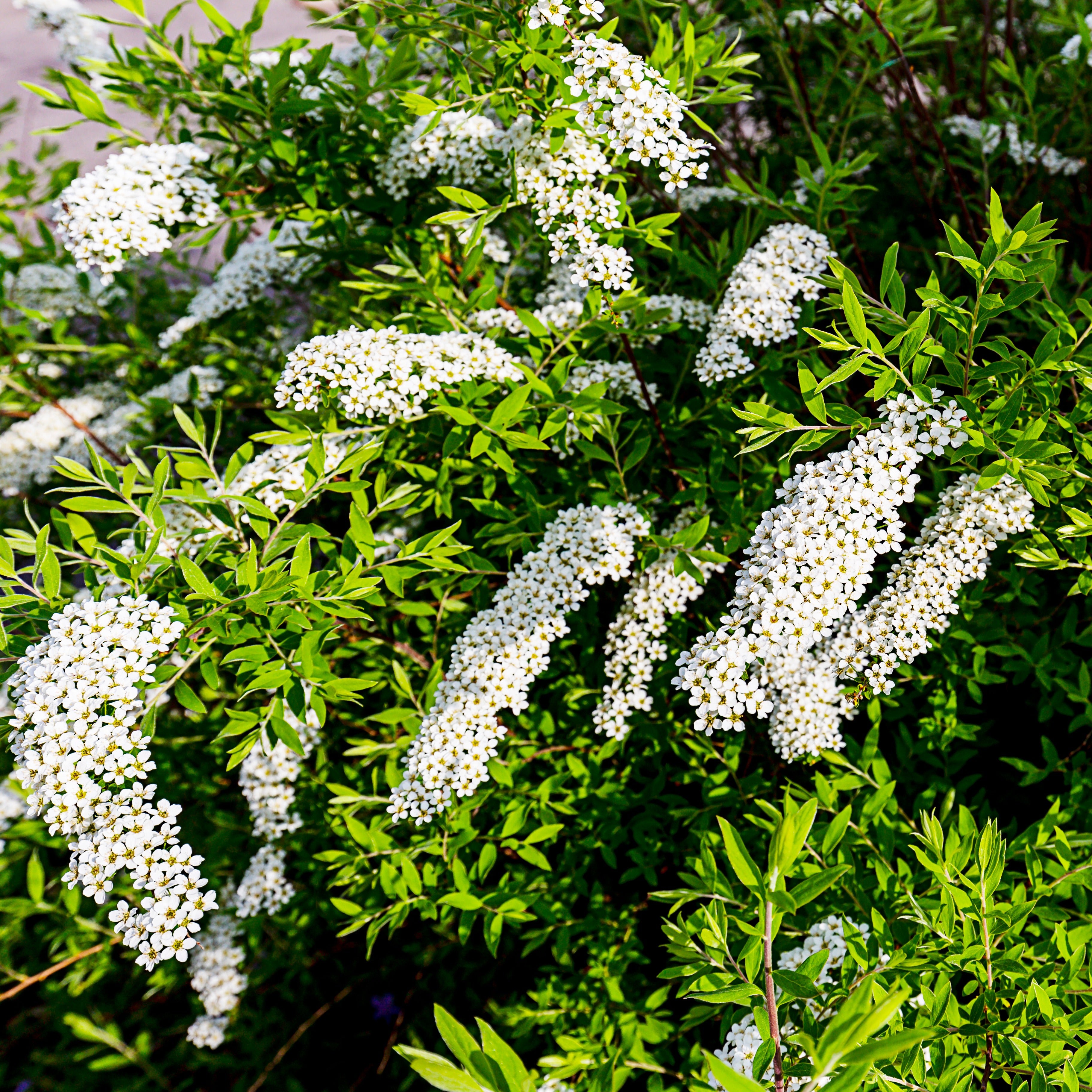 Spirée Grefsheim - Spiraea cinerea  grefsheim