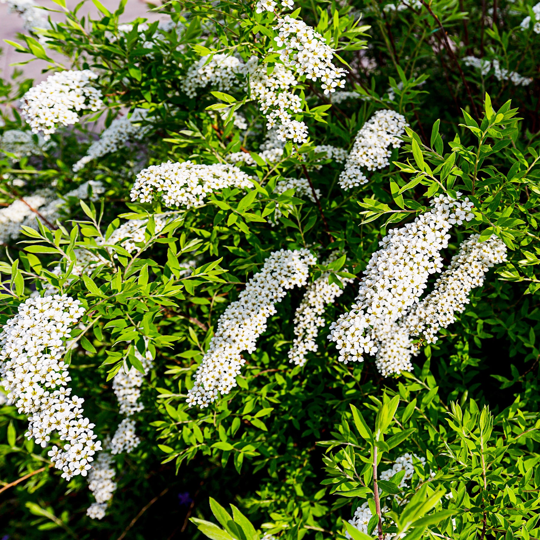 Collection Haie printanière - 4 arbustes - Photinia, Forsythia, Spireae Grefsheim , Chaneomeles - Arbustes