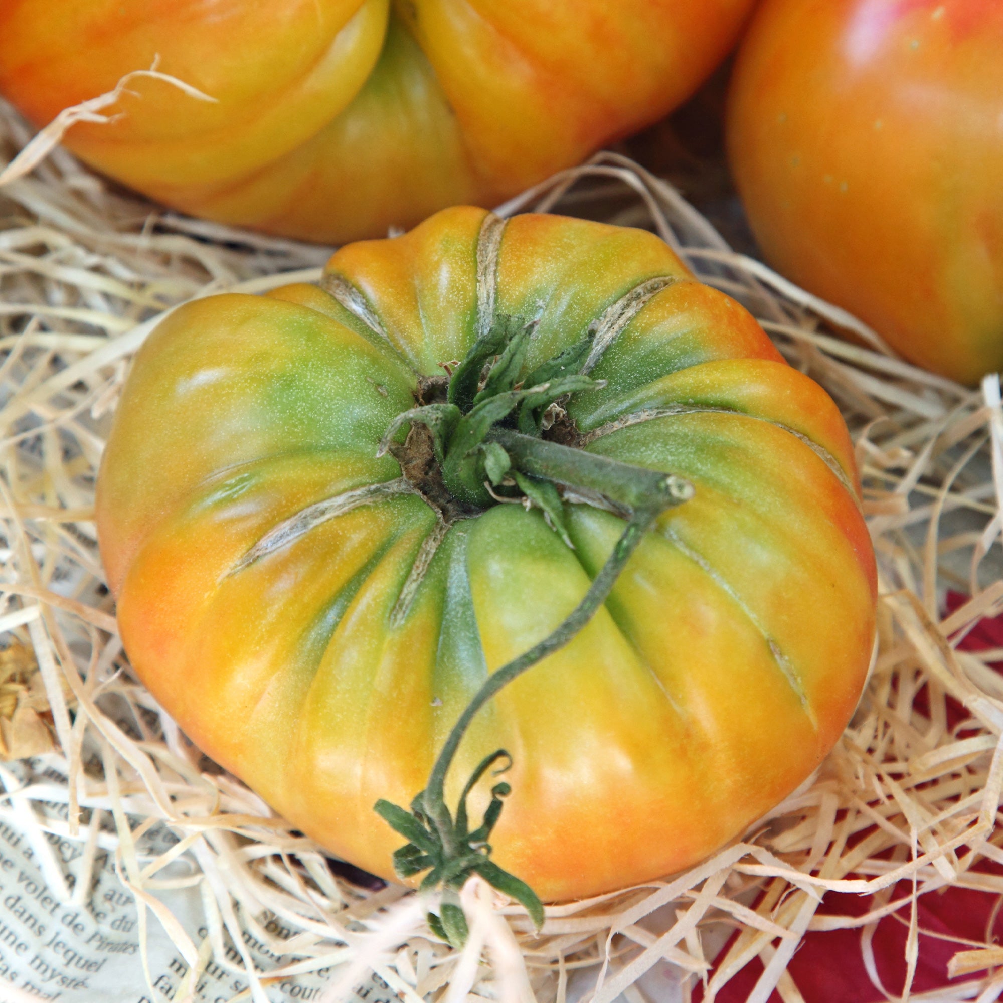 Tomate Ananas - Solanum lycopersicum ananas - Potager