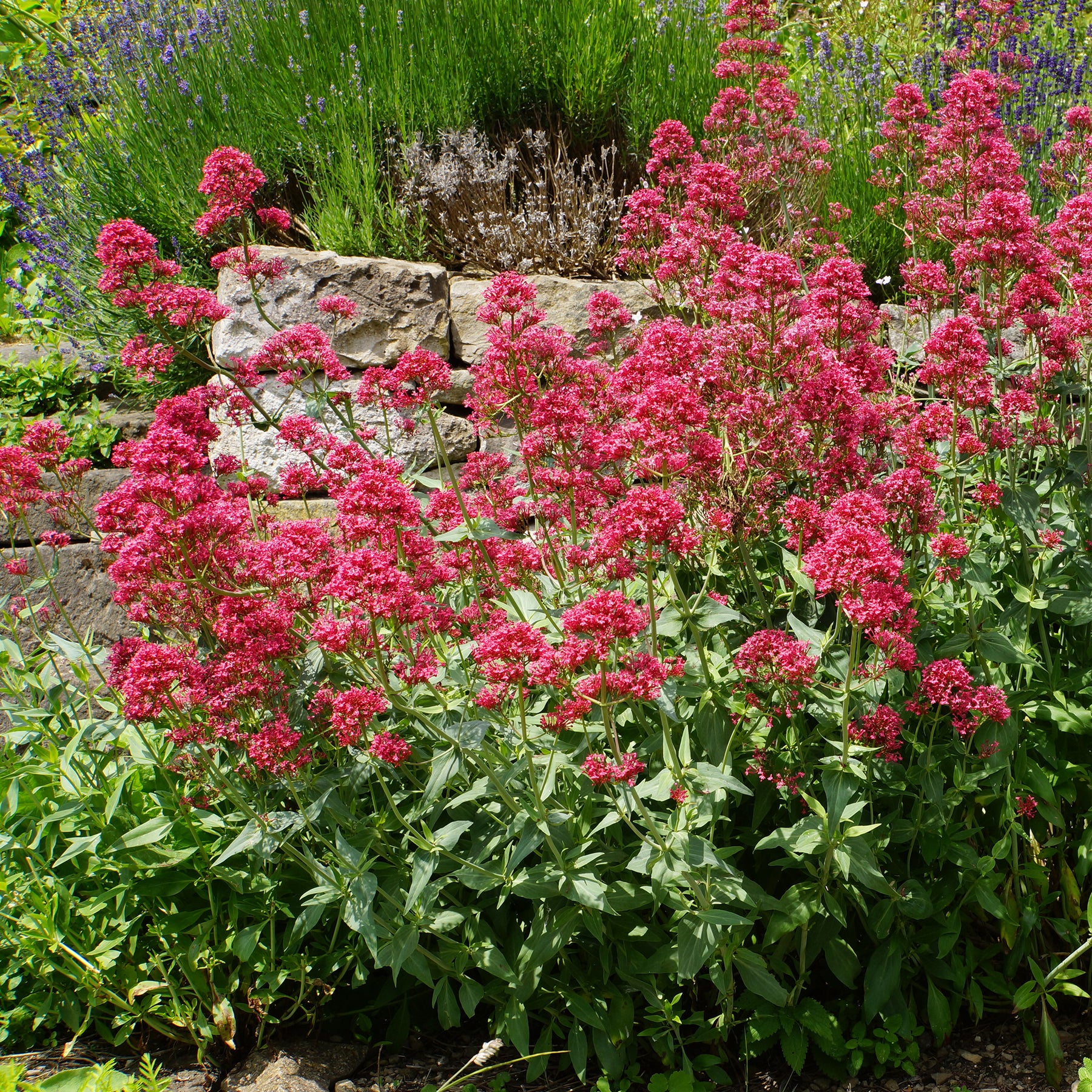 Collection de 11 plantes vivaces pour massifs champêtres - Delphinium, gypsophila paniculata, centranthus ruber - Plantes