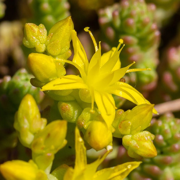 2 Sedum acre - Poivre des murailles - Sedum acre