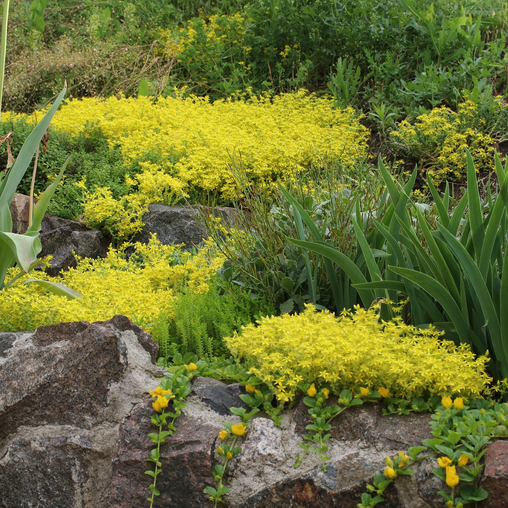 2 Sedum acre - Poivre des murailles - Sedum acre