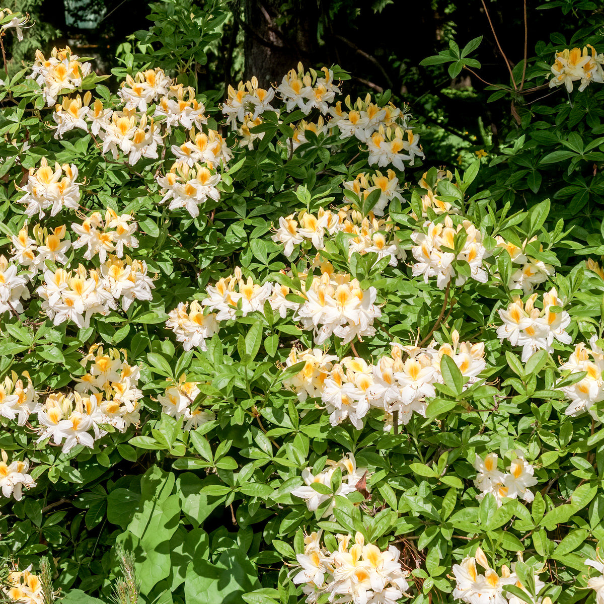 Azalée de Chine blanche - Azalea mollis - Plantes