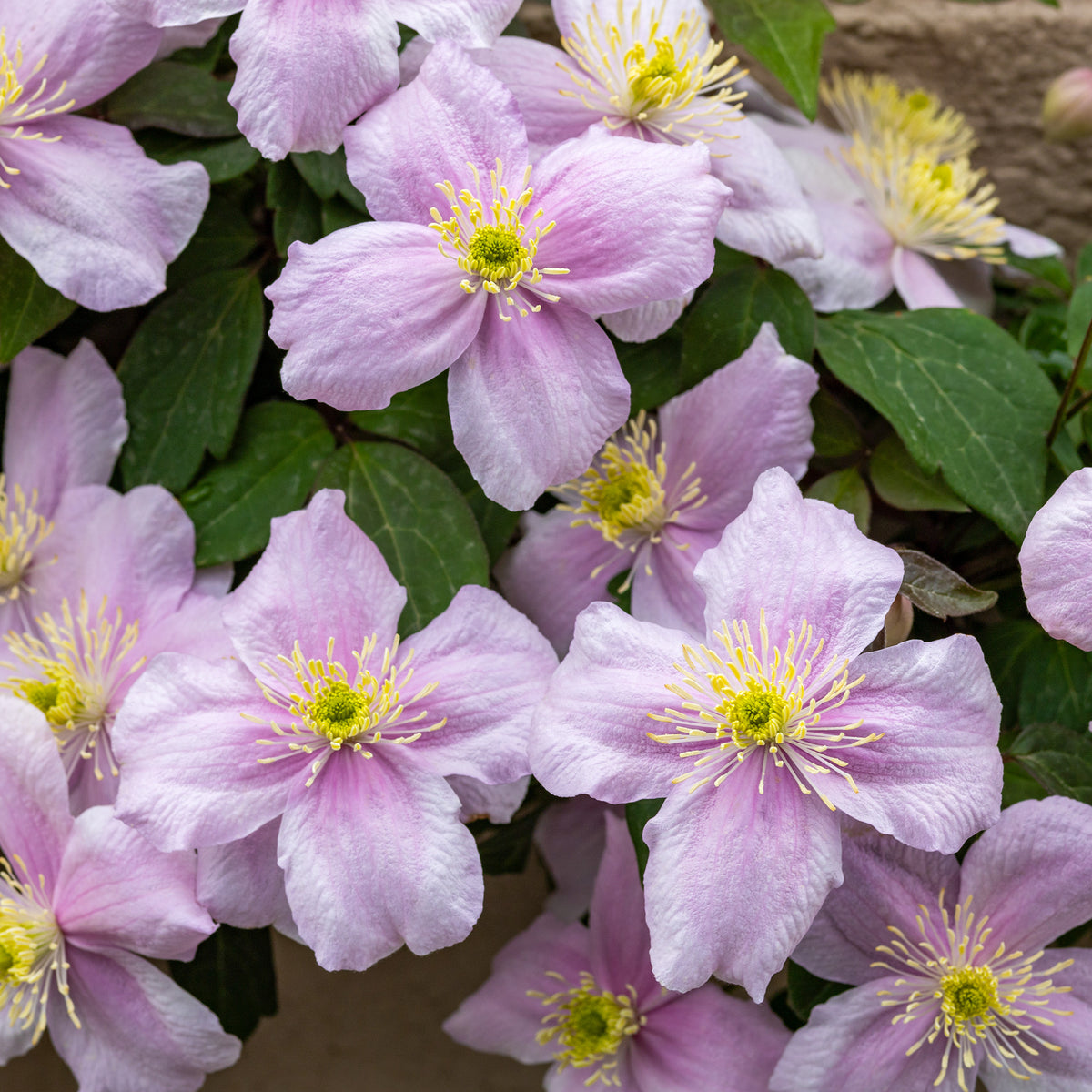 Clématite Mayleen - Clematis montana Mayleen - Willemse