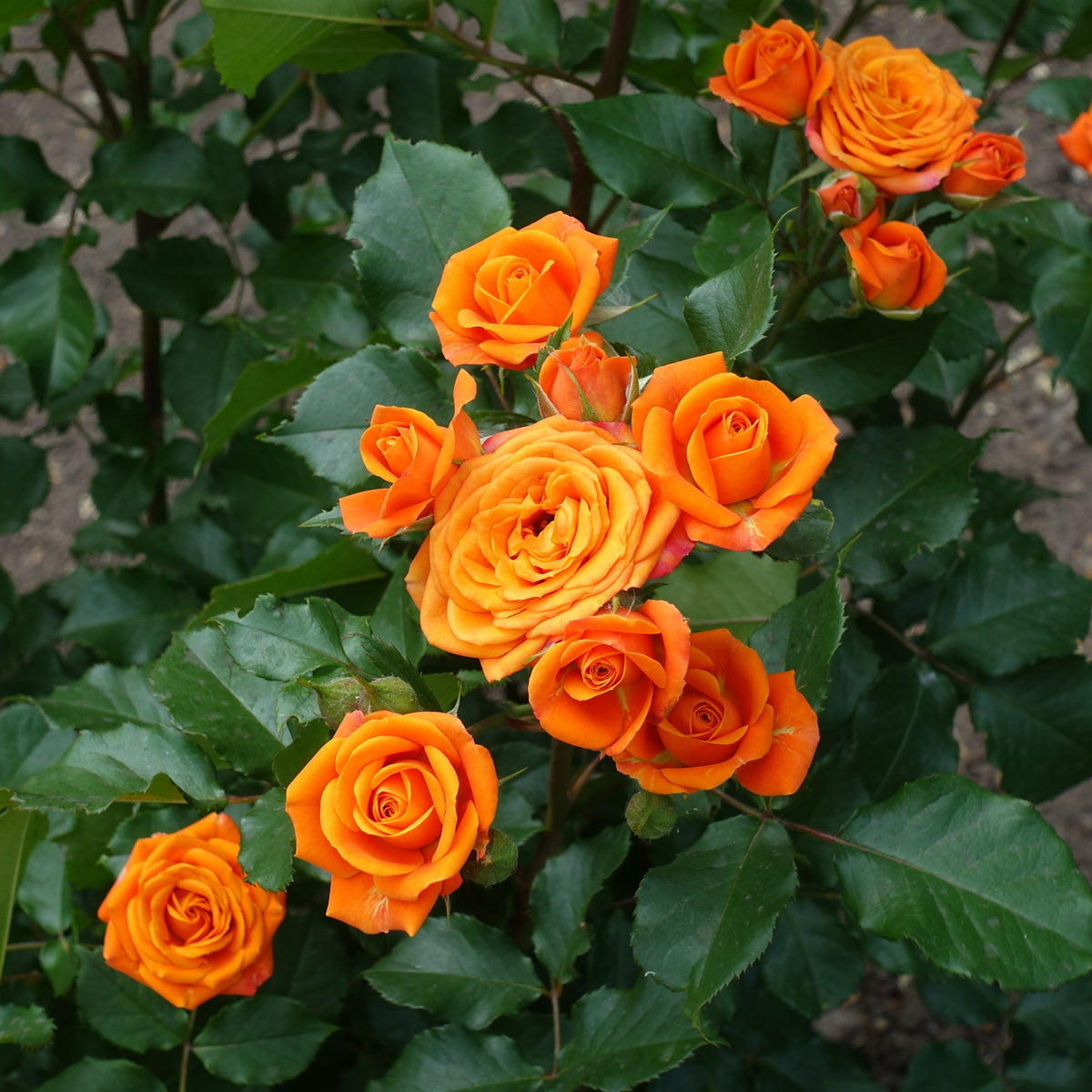 Rosier buisson orange - Willemse