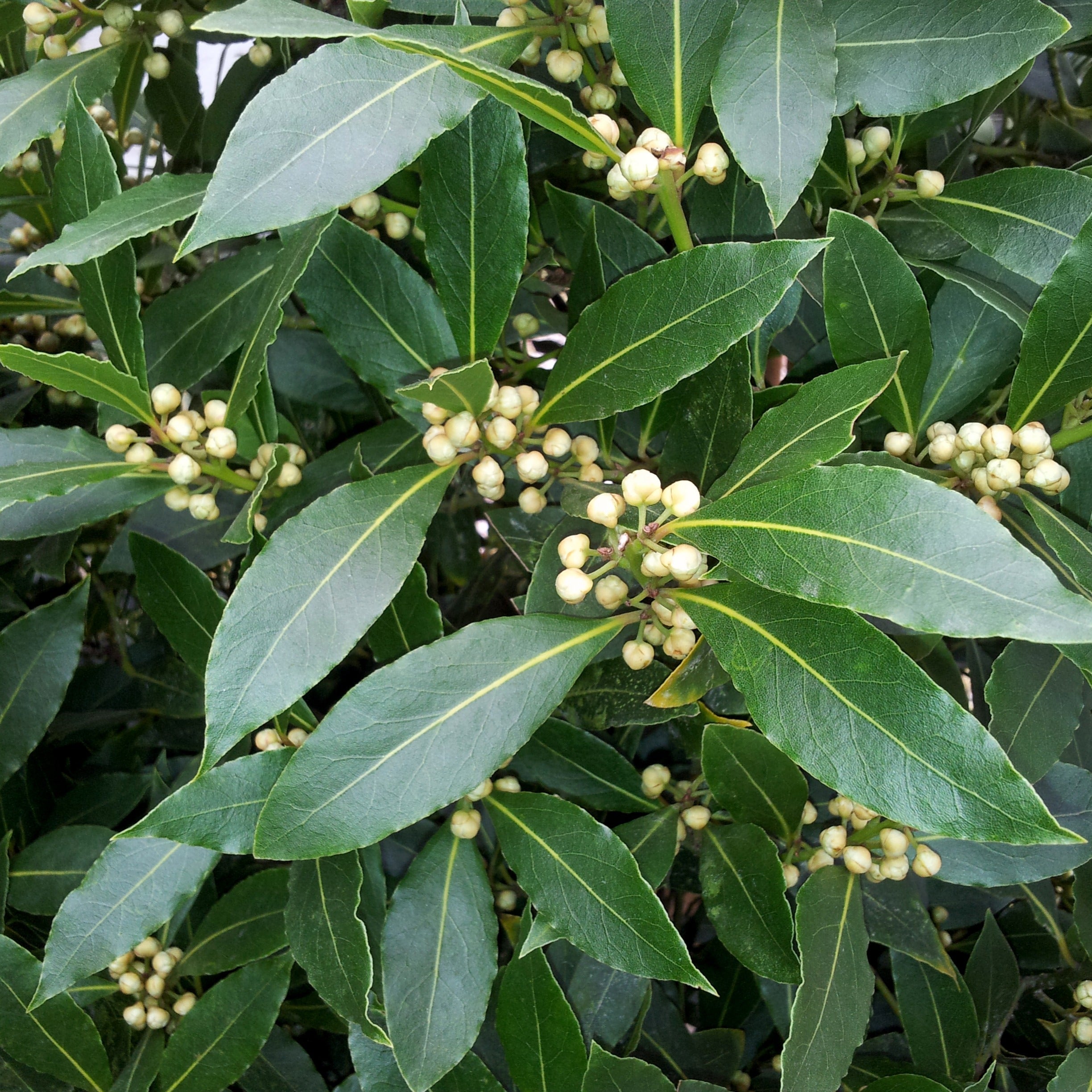 Laurier sauce - Laurus nobilis - Plantes