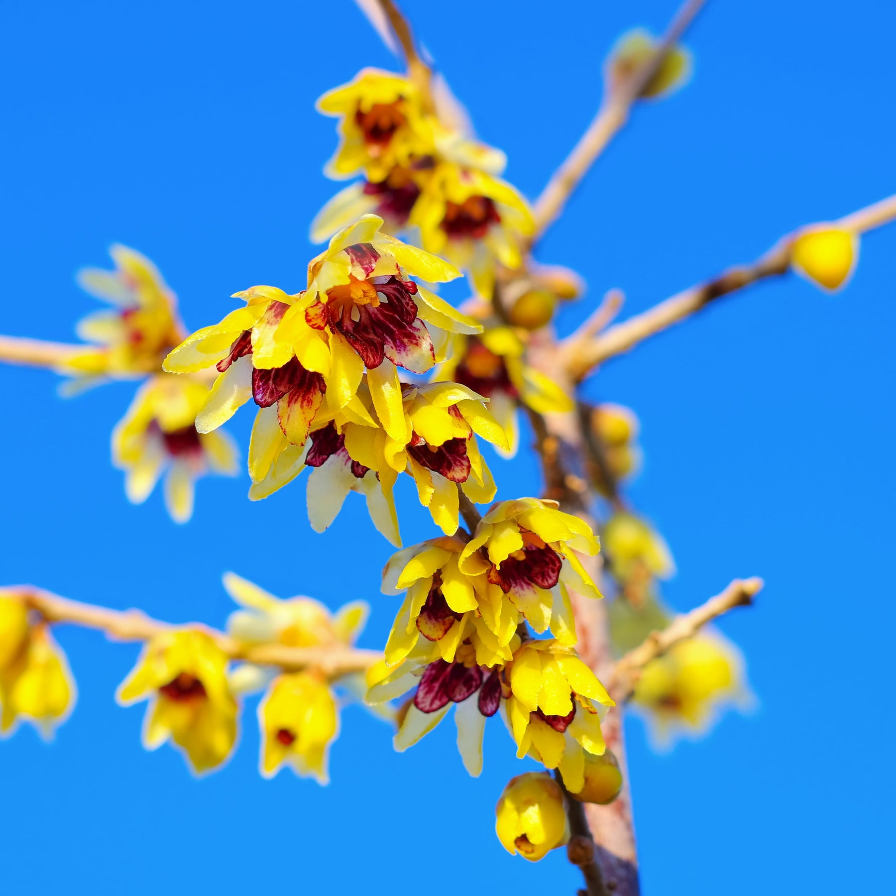 Chimonanthe précoce - Chimonanthus praecox - Plantes