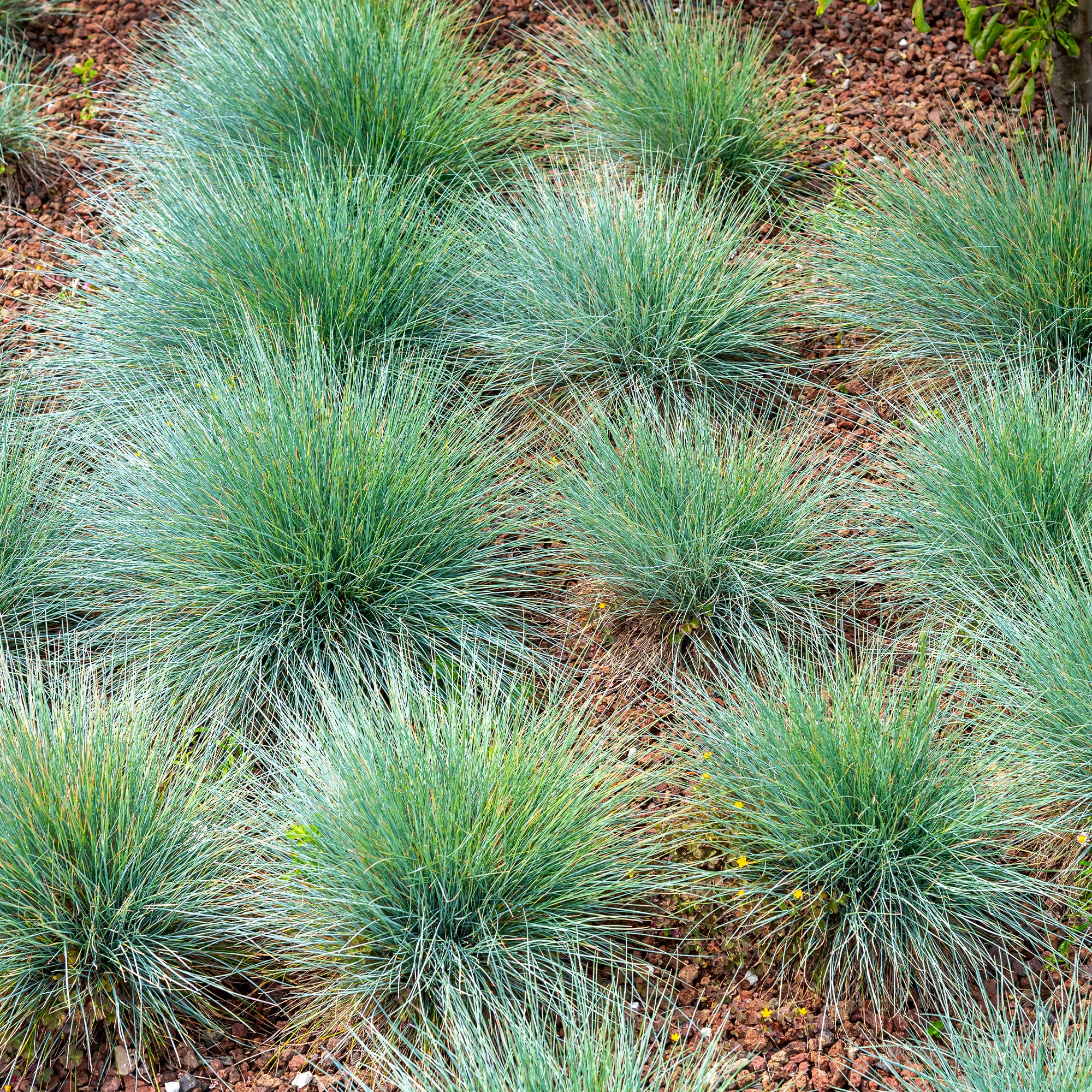 3 Fétuques bleues - Festuca glauca