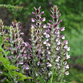 Le massif été fleuri - 18 plantes vivaces - Superficie environ 2 m²