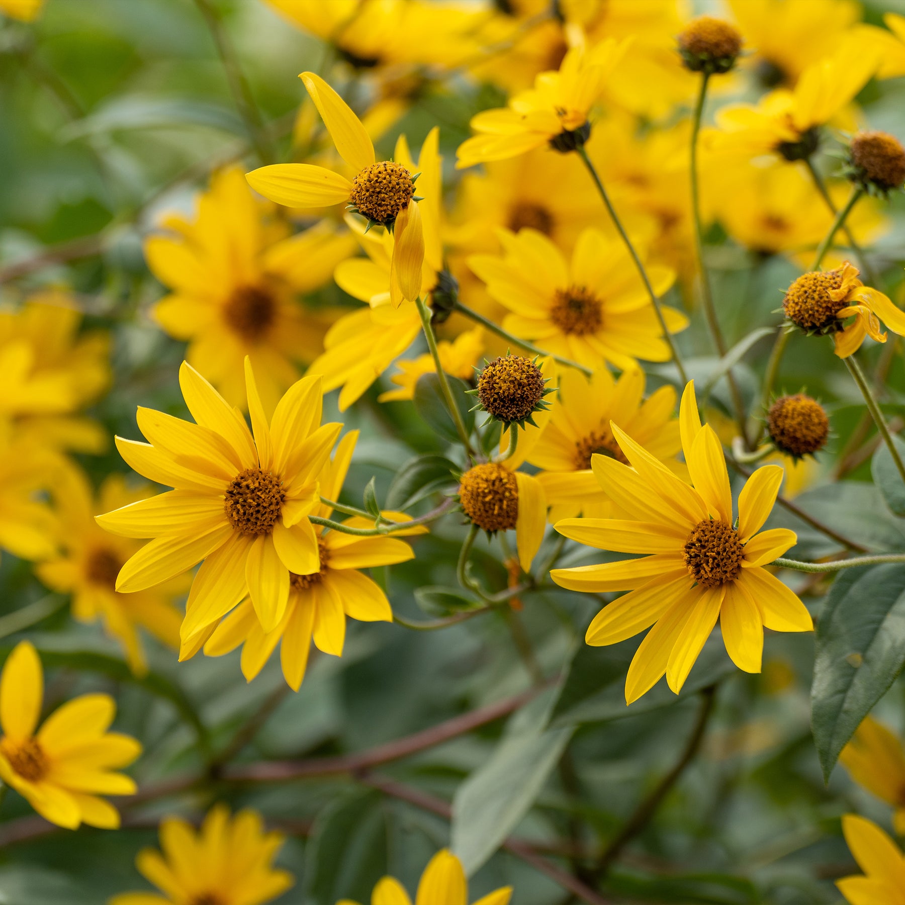 Le massif été fleuri - 18 plantes vivaces - Superficie environ 2 m²