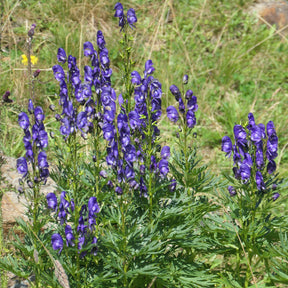 Le massif été fleuri - 18 plantes vivaces - Superficie environ 2 m²