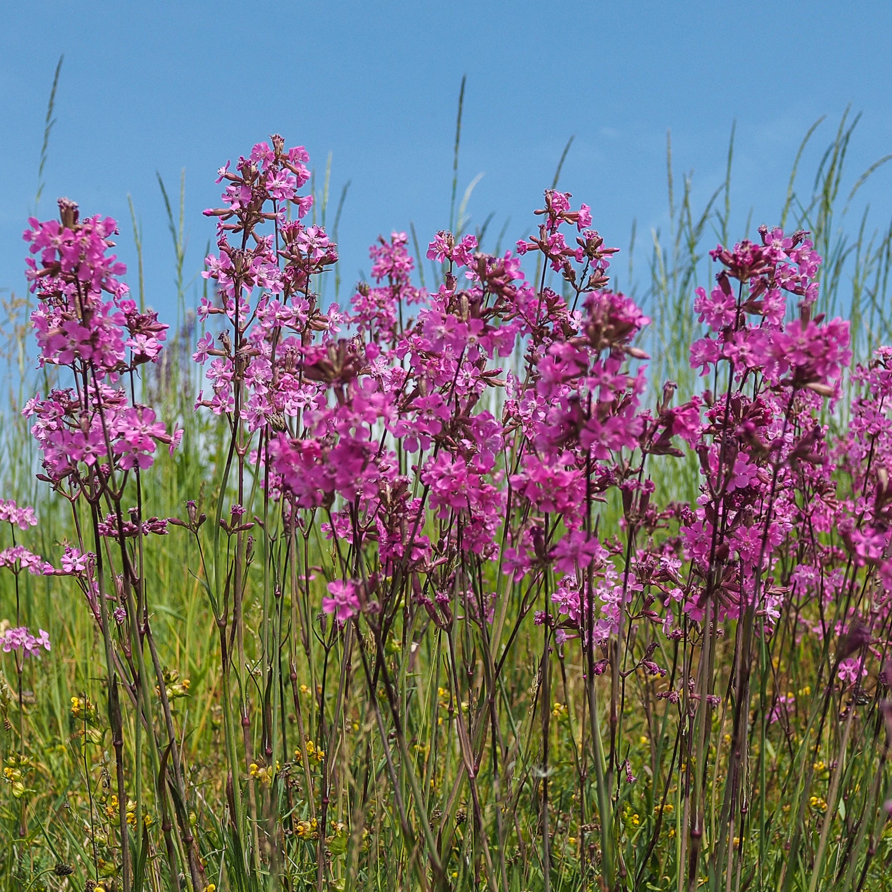 Le massif été fleuri - 18 plantes vivaces - Superficie environ 2 m²