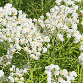 Le massif été fleuri - 18 plantes vivaces - Superficie environ 2 m²