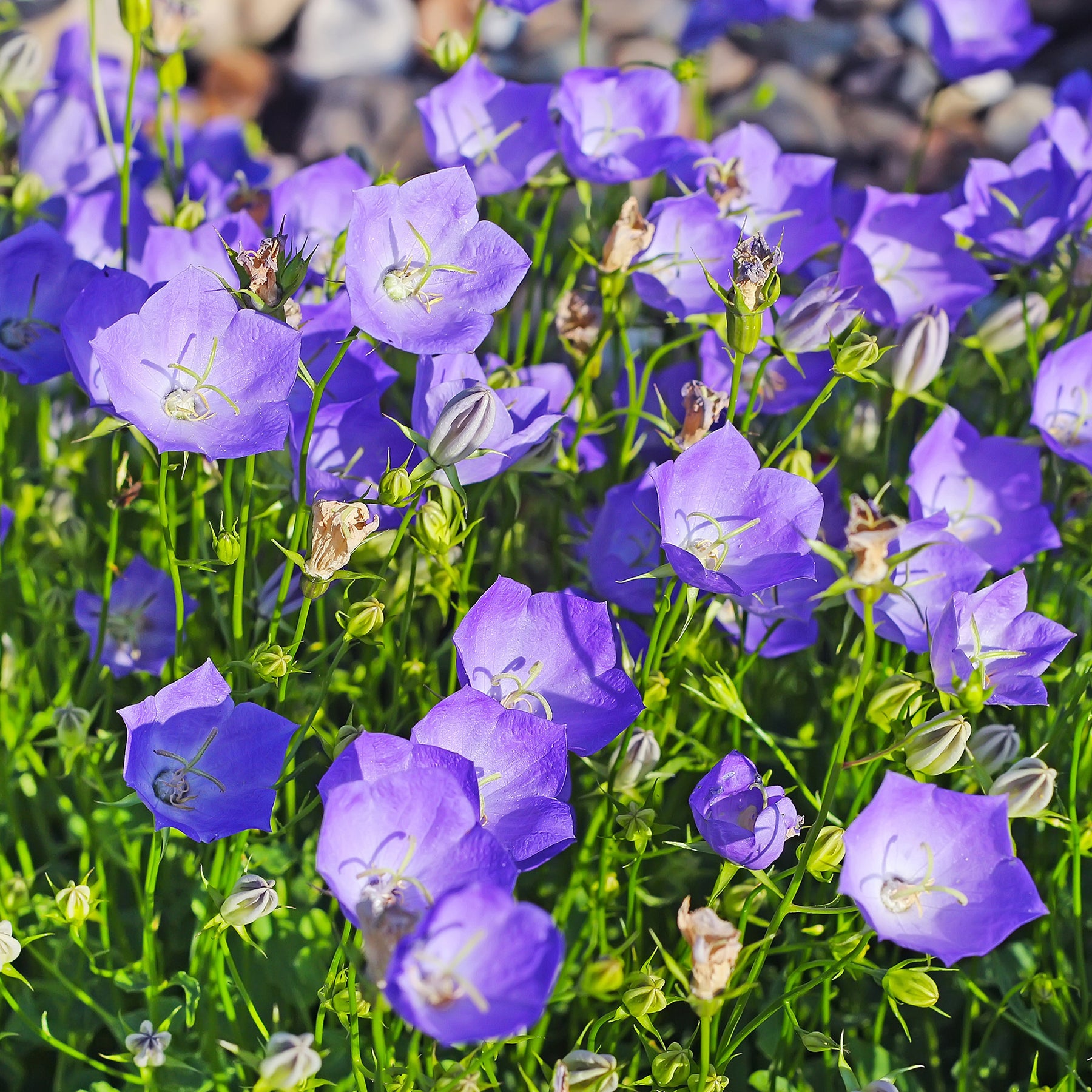 Le massif été fleuri - 18 plantes vivaces - Superficie environ 2 m²