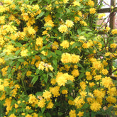 Corête du Japon - Kerria japonica pleniflora