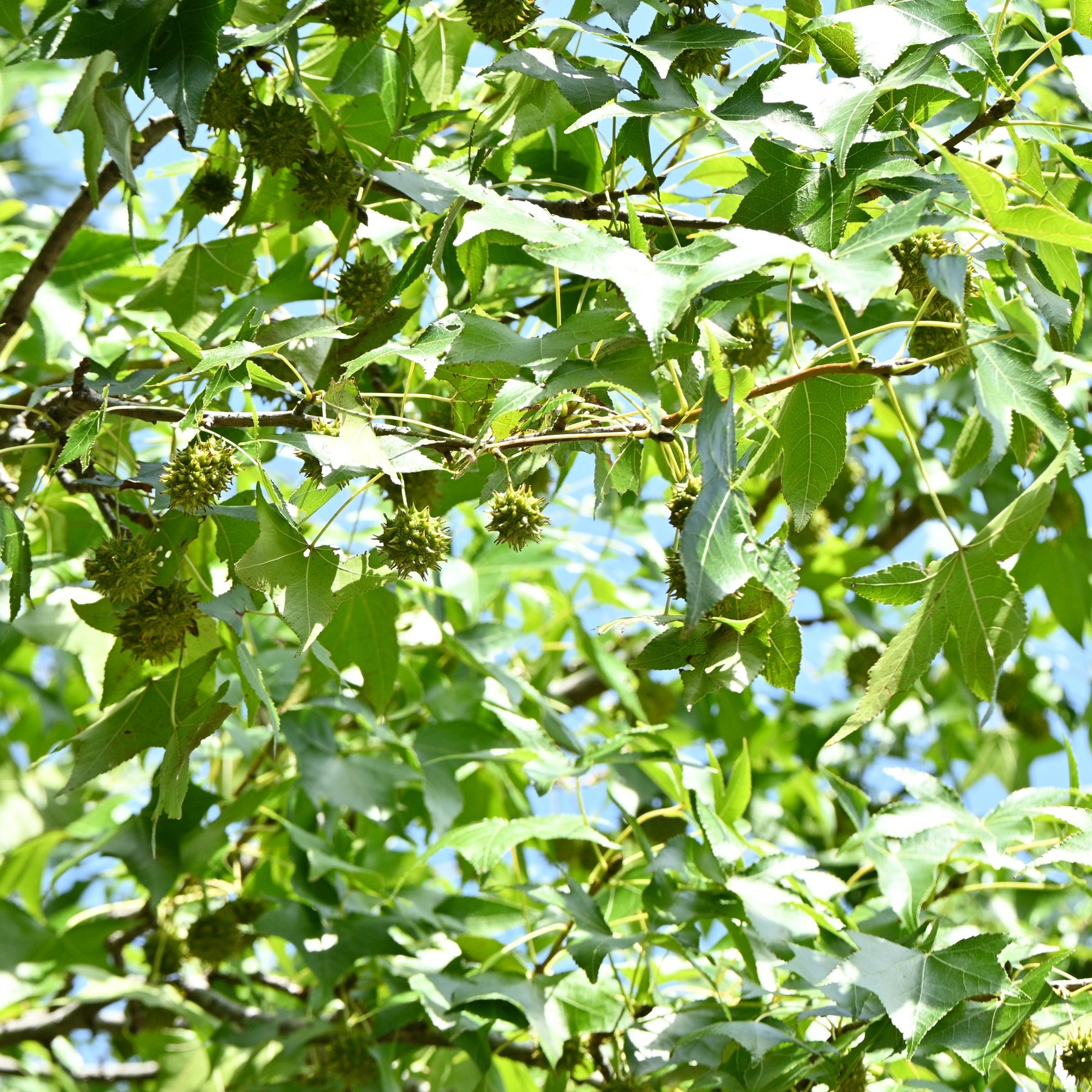 Copalme d'Amérique - Liquidambar - Liquidambar styraciflua