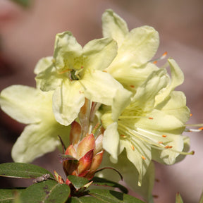 Rhododendron Princess Anne