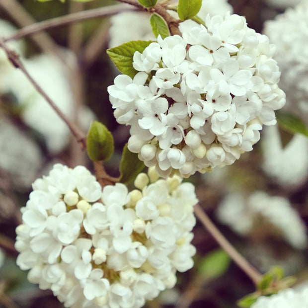 Viorne Boule de neige sur tige - Viburnum eskimo - Viornes