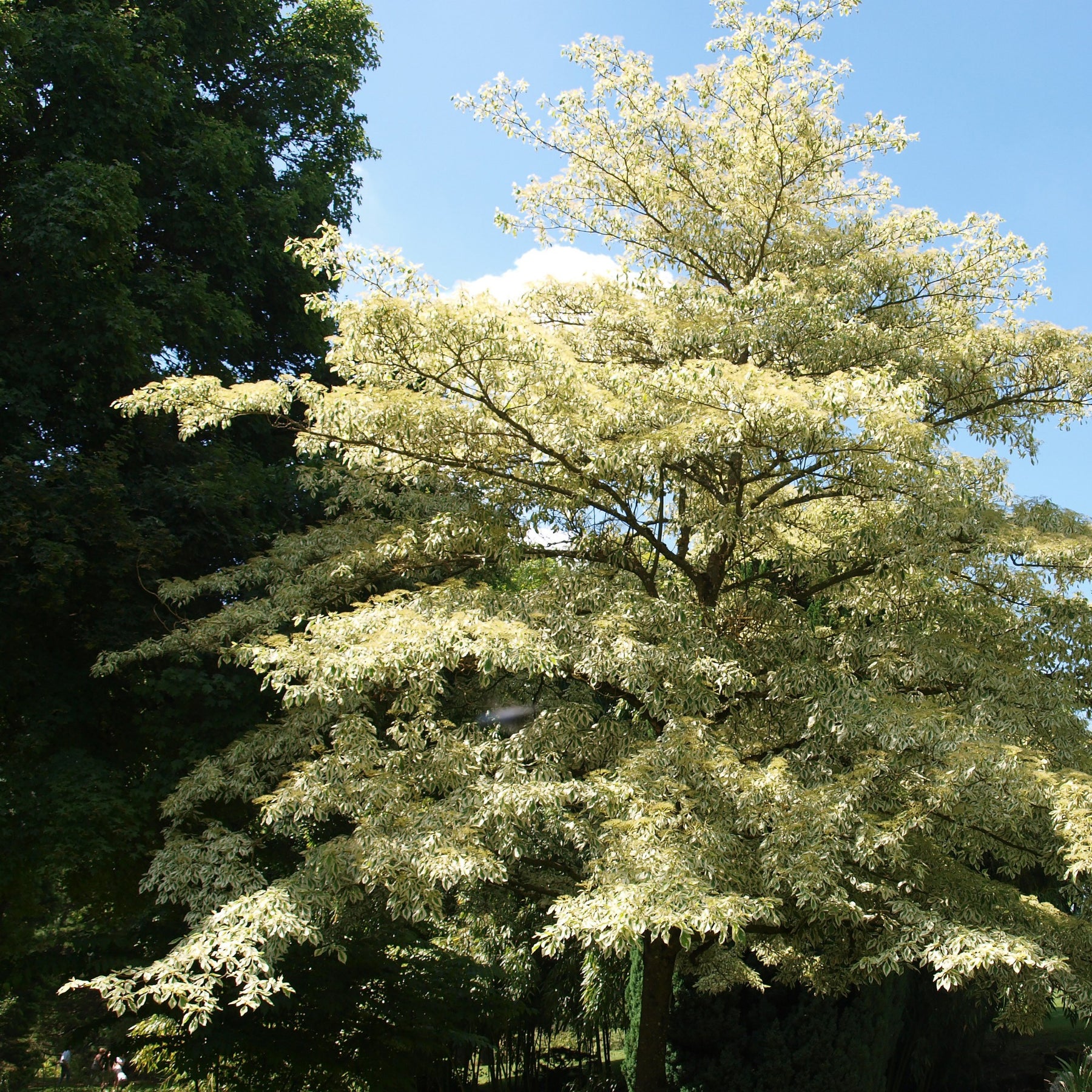 Collection de 3 arbustes pour jardin japonais - Fargesia scabrida, cornus controversa, acer palmat - Plantes