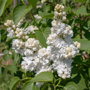 Lilas double blanc - Syringa vulgaris Mme Lemoine - Arbustes