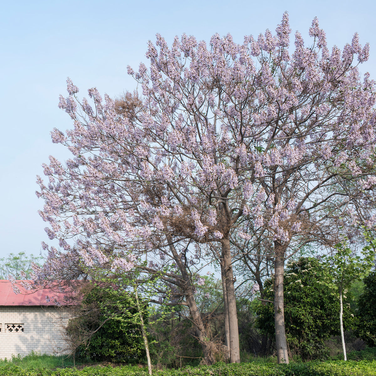 L'Arbre impérial - Paulownia - Willemse