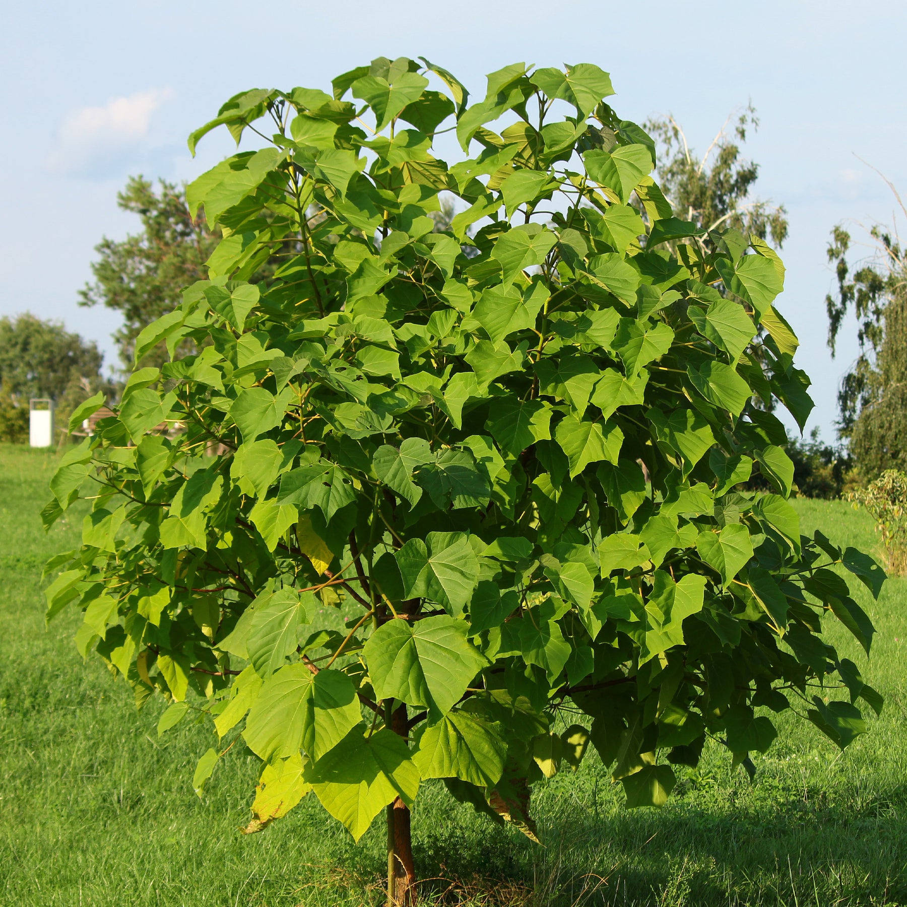 L'Arbre impérial - Paulownia tomentosa - Arbres