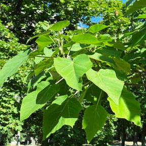 L'Arbre impérial - Paulownia tomentosa - Arbres