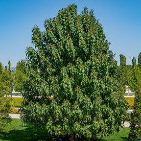 L'Arbre impérial - Paulownia tomentosa - Arbres