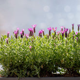 Lavande papillon The Princess ® Lavender - Lavandula stoechas the princess ® lavender 'ib910- - Plantes