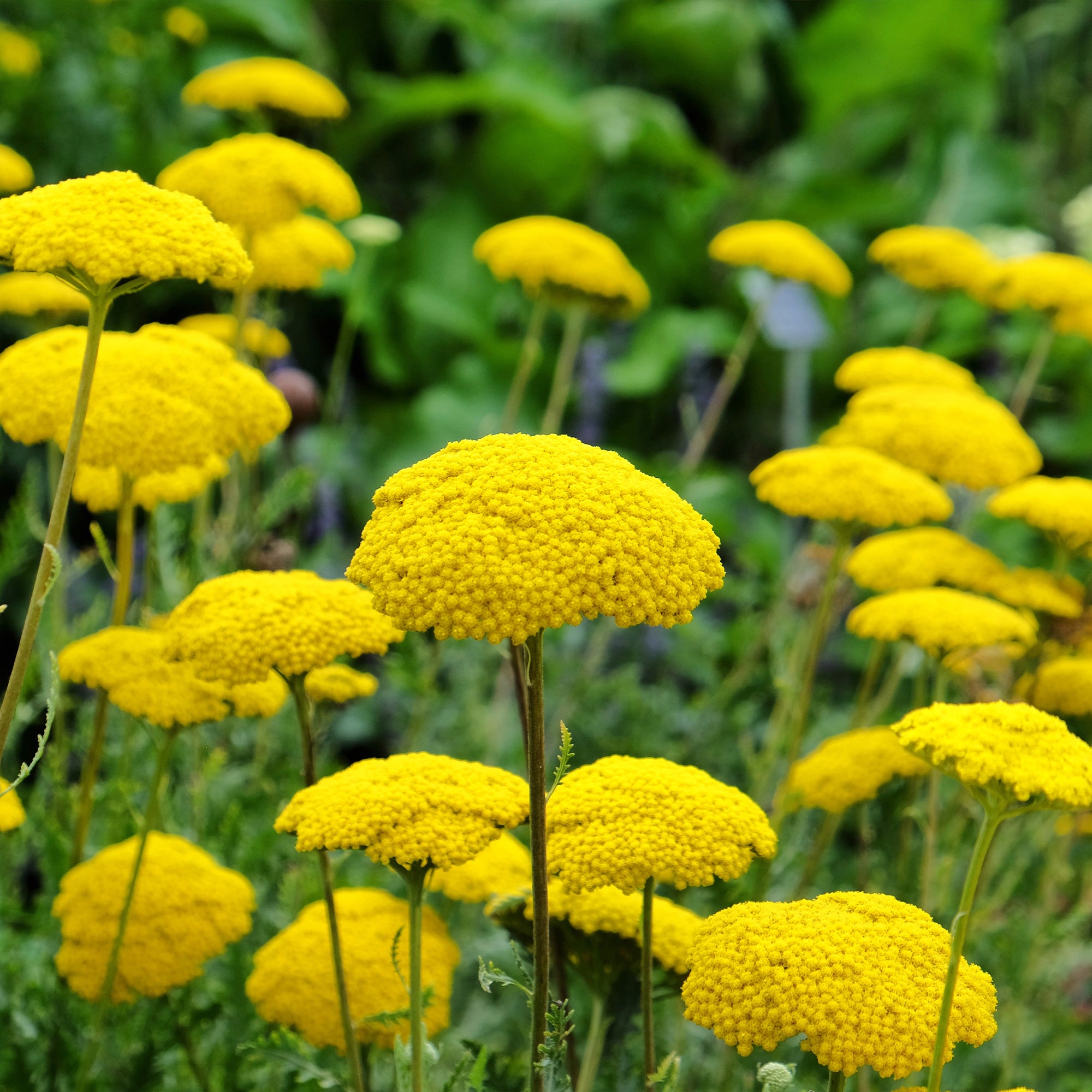 Massif fleuri facile - 8 plantes vivaces - Superficie environ 1,5 m²