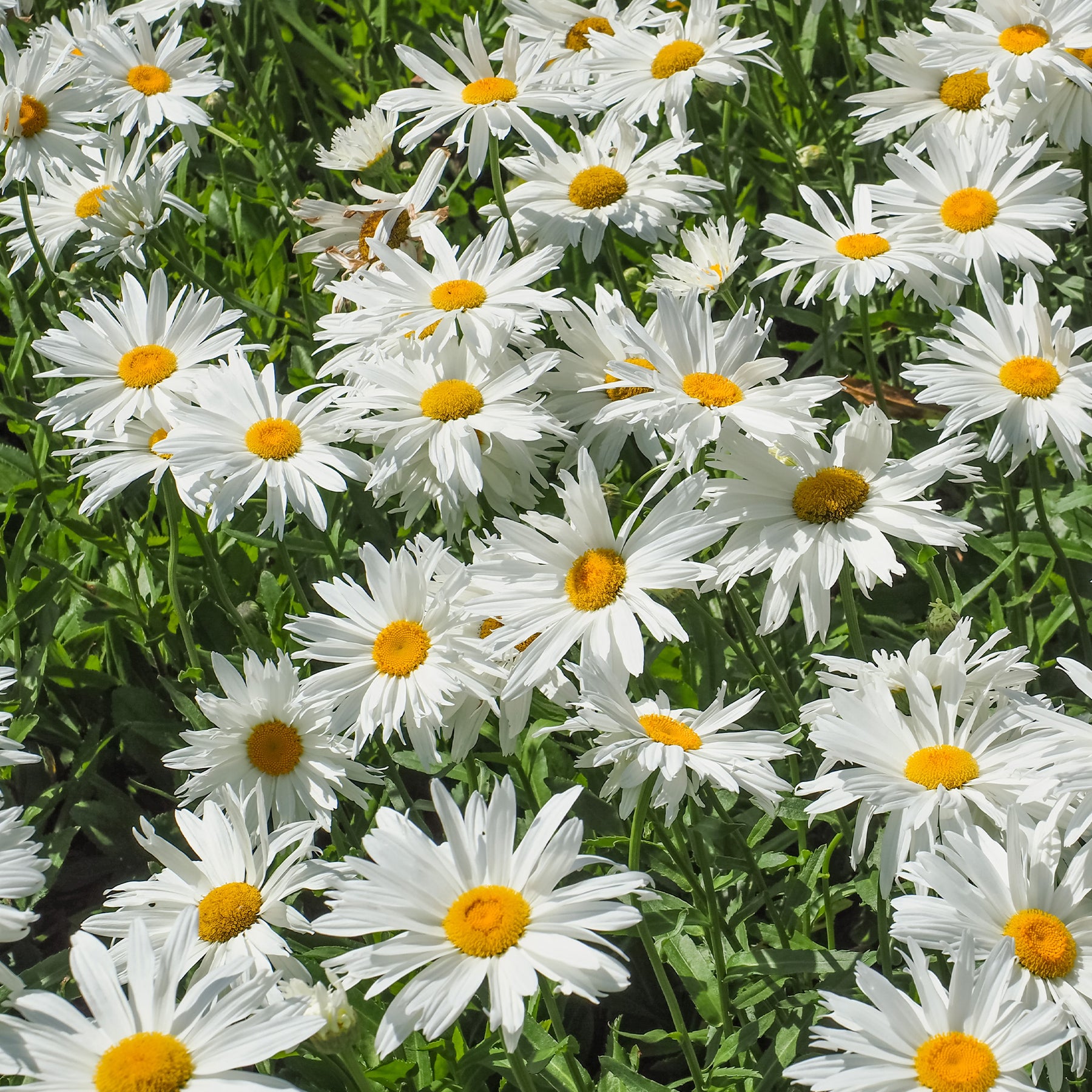 Massif fleuri facile - 8 plantes vivaces - Superficie environ 1,5 m²