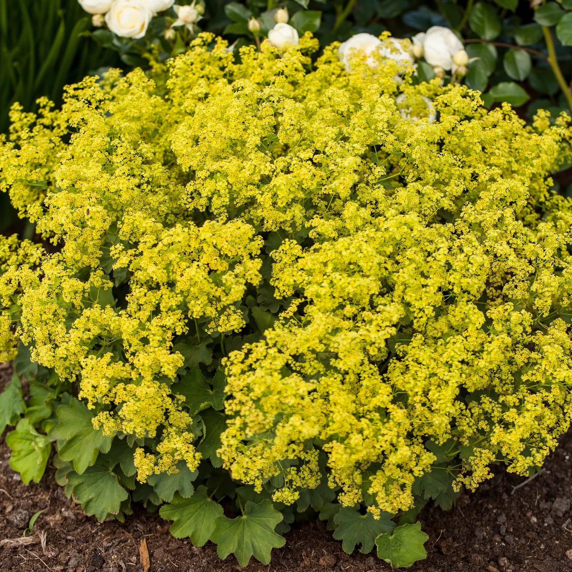 Massif fleuri facile - 8 plantes vivaces - Superficie environ 1,5 m²