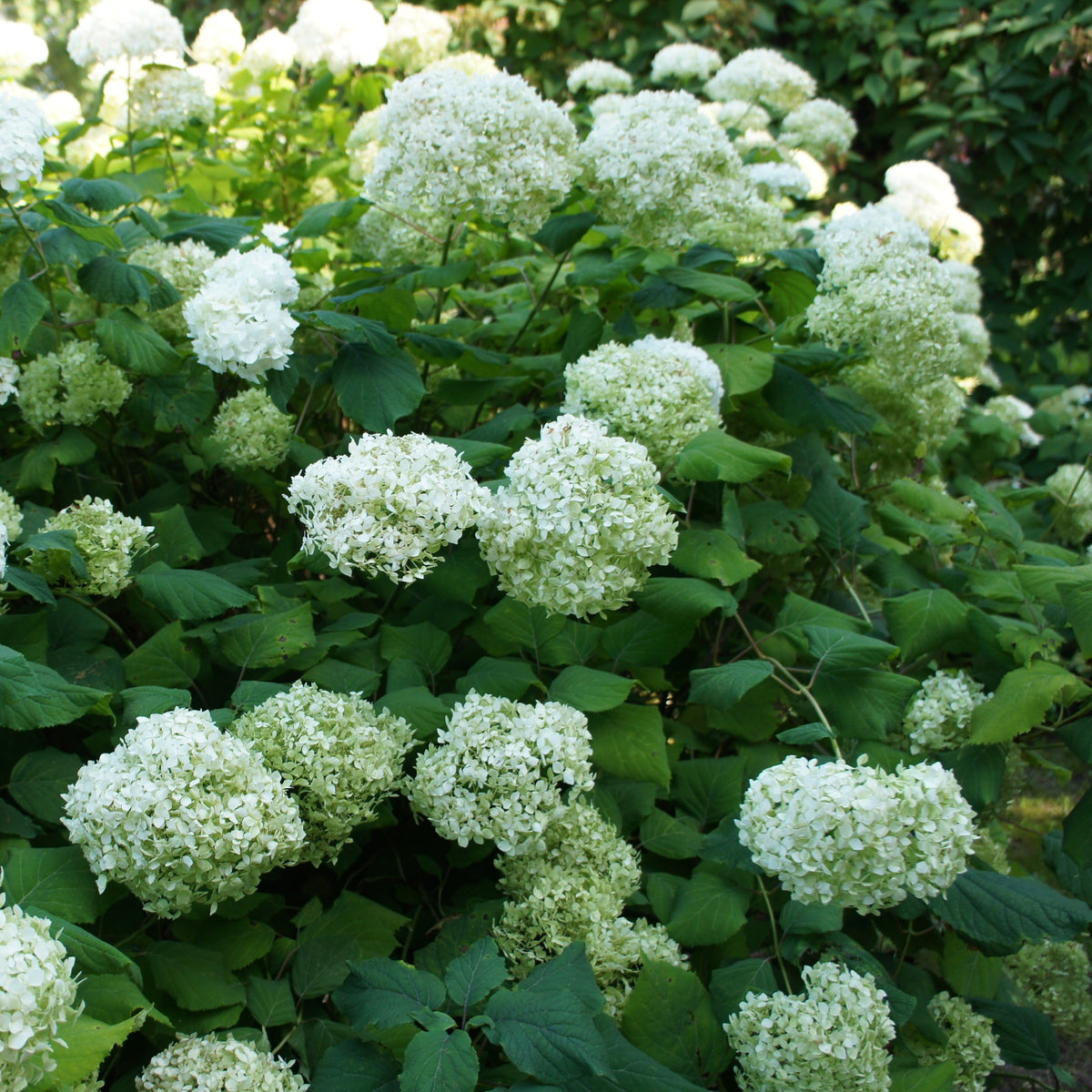 Hortensia Annabelle - Hydrangea arborescens Annabelle - Willemse