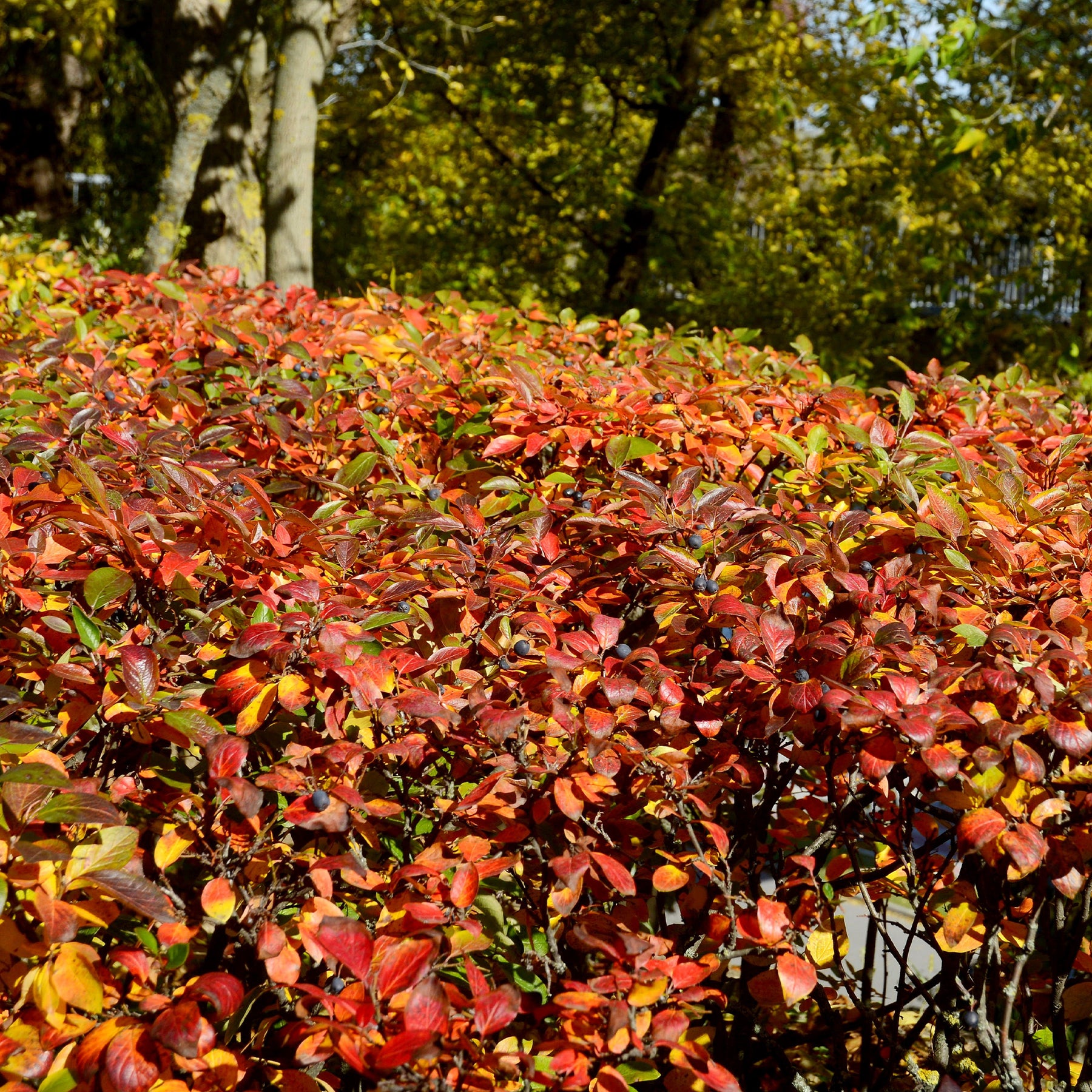 Haie de Cotonéasters - Cotoneaster lucidus - Plantes